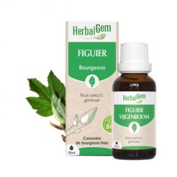 Herbalgem Figuier Macerat Bio Fl C-Gtt/30