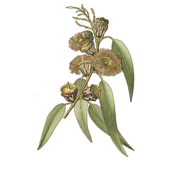 Le Comptoir d'Herboristerie Tisane Eucalyptus