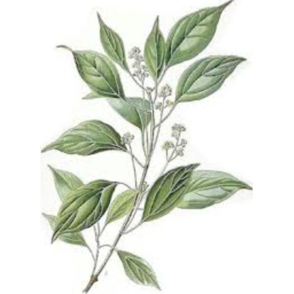 Le Comptoir d'Herboristerie Infusion Ravintsara