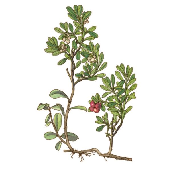 Le Comptoir d'Herboristerie Infusion Busserole