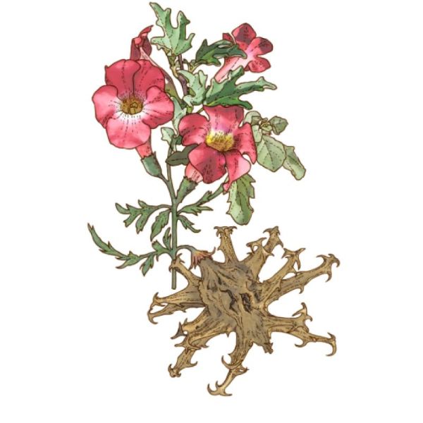 Le Comptoir d'Herboristerie Tisane Harpagophytum