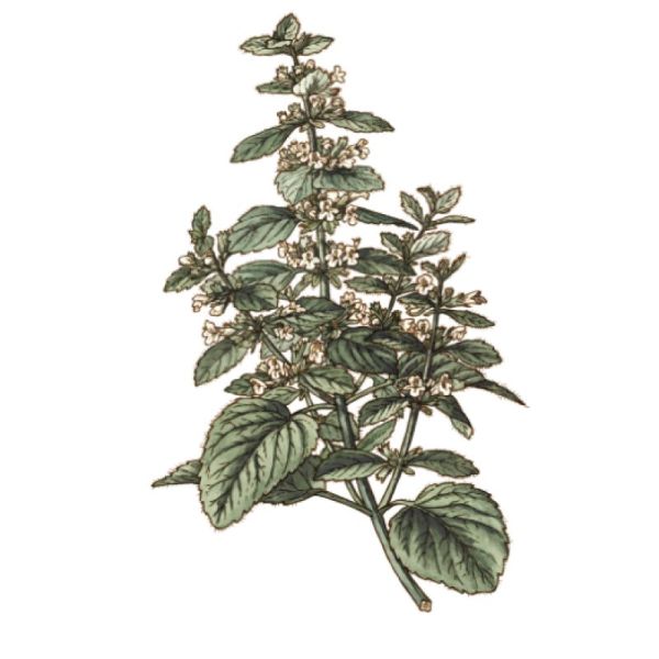 Le Comptoir d'Herboristerie Tisane Melisse