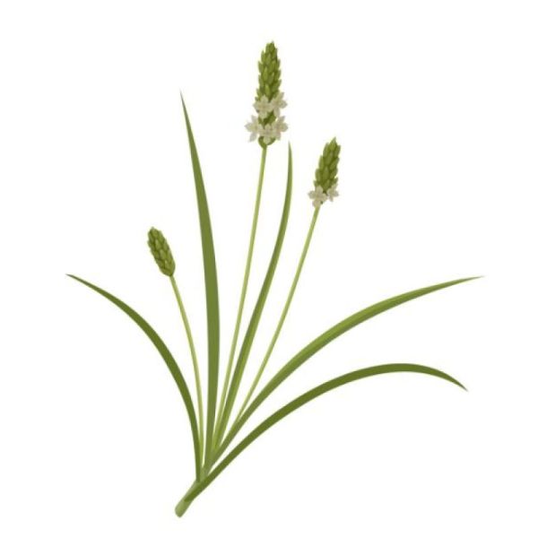 Le Comptoir d'Herboristerie Tisane Psyllium