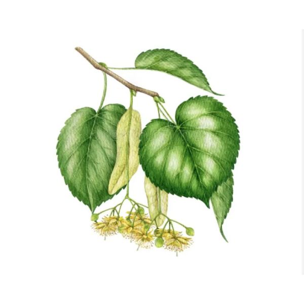 Le Comptoir d'Herboristerie Infusion Tilleul