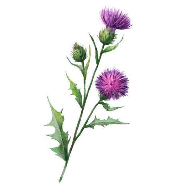 Le Comptoir d'Herboristerie Infusion Chardon Marie