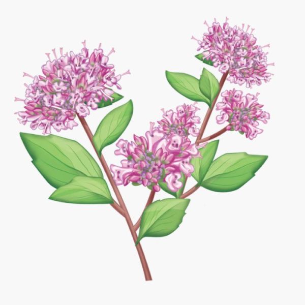 Le Comptoir d'Herboristerie Tisane Origan