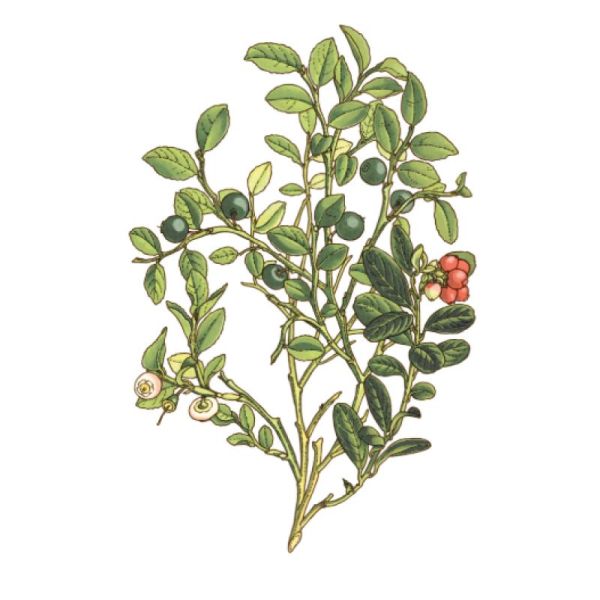 Le Comptoir d'Herboristerie Tisane Myrtille