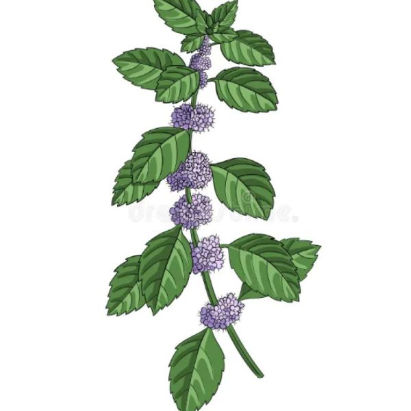 Le Comptoir d'Herboristerie Tisane Menthe Poivrée