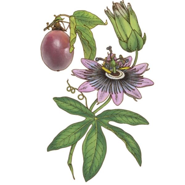 Le Comptoir d'Herboristerie Tisane Passiflore