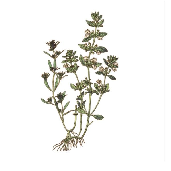 Le Comptoir d'Herboristerie Infusion Sarriette