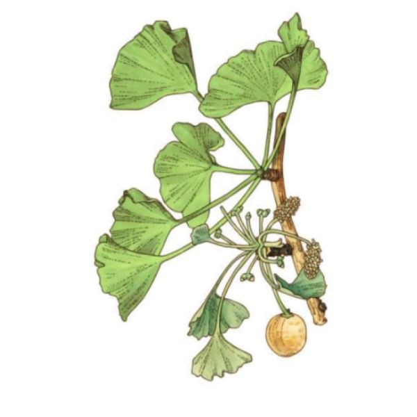 Le Comptoir d'Herboristerie Ginkgo Biloba