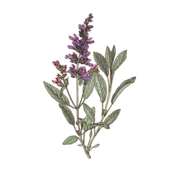 Le Comptoir d'Herboristerie Infusion Sauge