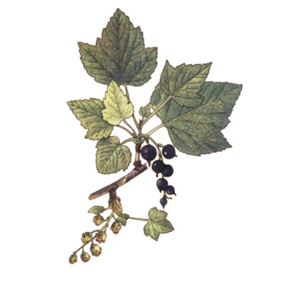 Le Comptoir d'Herboristerie Infusion Cassis