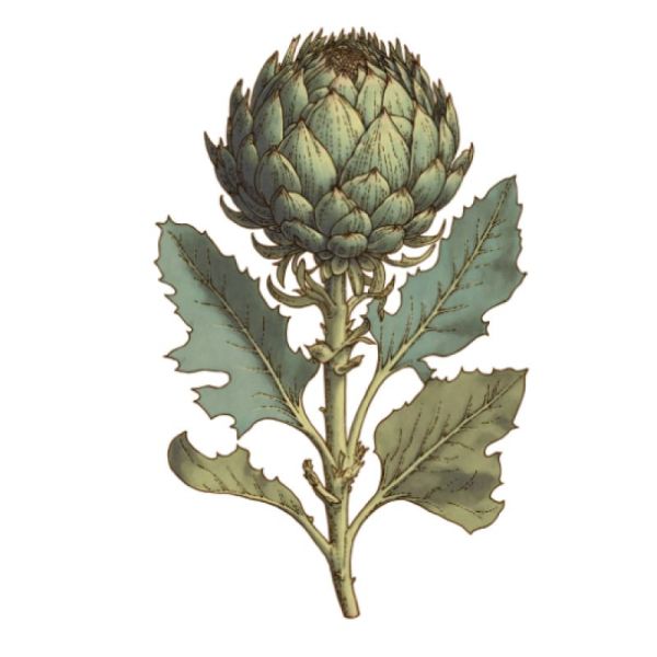 Le Comptoir d'Herboristerie Infusion Artichaut