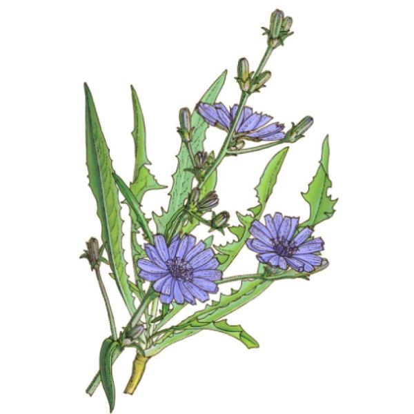 Le Comptoir d'Herboristerie Infusion Chicorée