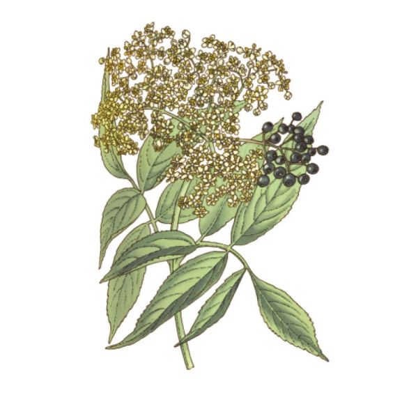 Le Comptoir d'Herboristerie Infusion Sureau