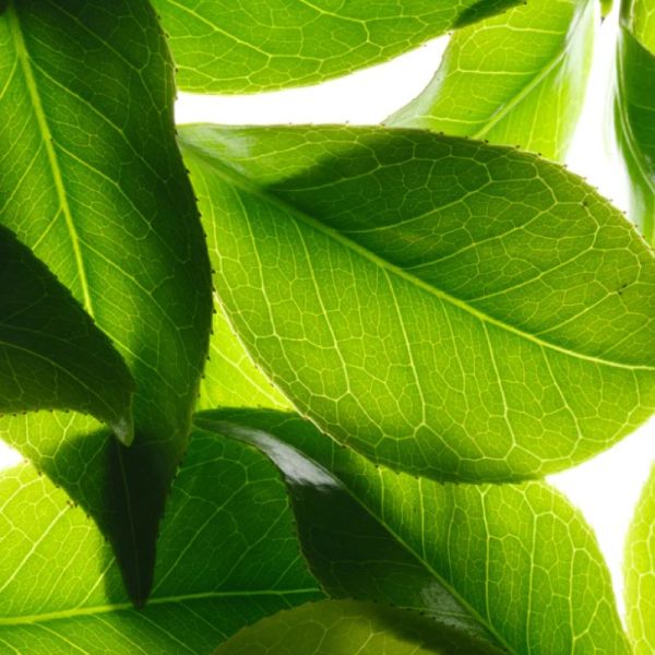 Nuxe Duo Reve De The Deo Fraicheur 2X50Ml