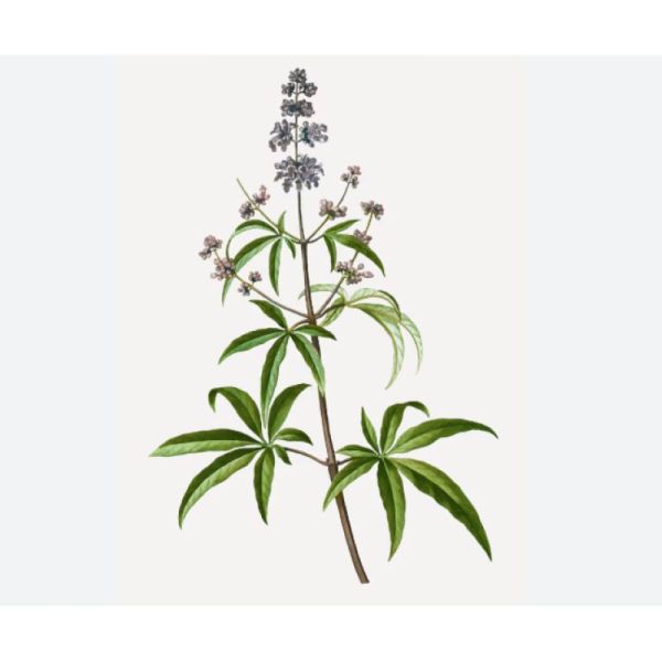 Le Comptoir d'Herboristerie Tisane Verveine