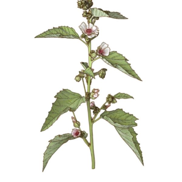 Le Comptoir d'Herboristerie Tisane Guimauve