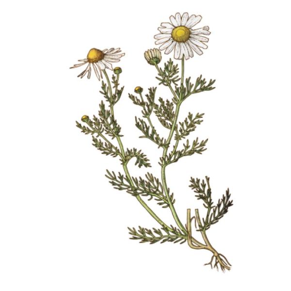 Le Comptoir d'Herboristerie Camomille Matricaire