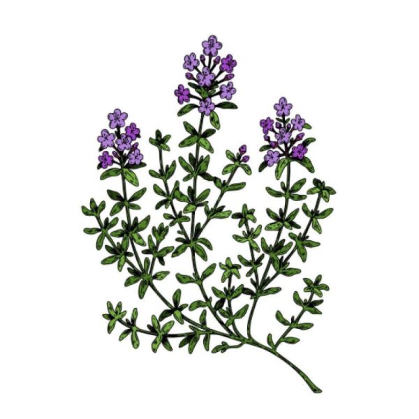 Le Comptoir d'Herboristerie Infusion Thym