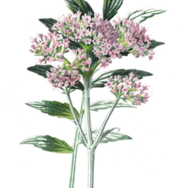 Le Comptoir d'Herboristerie Tisane Valériane