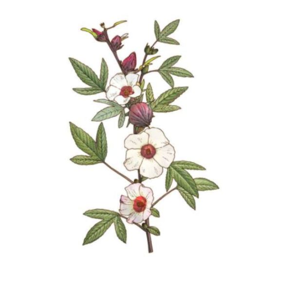 Le Comptoir d'Herboristerie Tisane Hibiscus