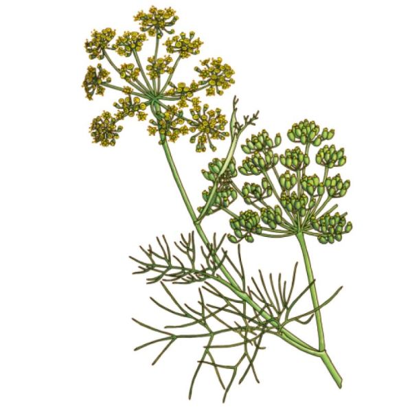 Le Comptoir d'Herboristerie Tisane Fenouil